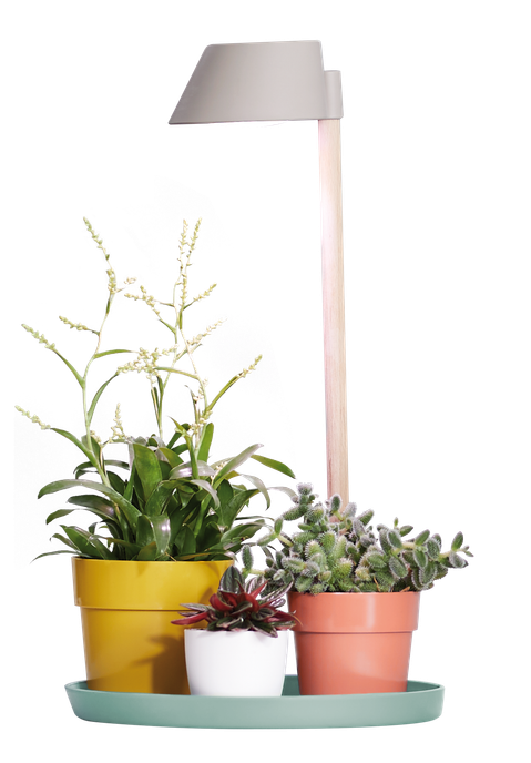 plant light care 11cm gris glacier